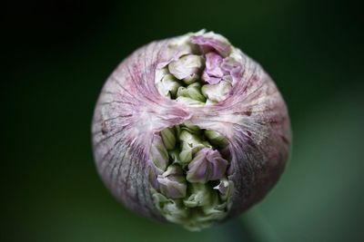 Close-up of purple flowering plant