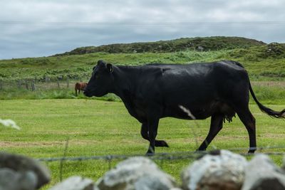 Cow grazing on field against sky