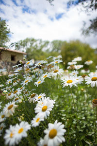 White flowers blooming in field