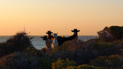 View of two horses on land against sky