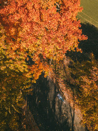 Close-up of autumnal tree