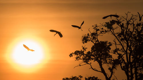 Low angle view of silhouette birds flying against orange sky