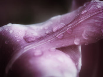 Close-up of wet flower