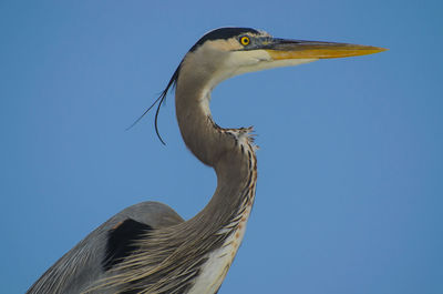 Low angle view of a bird