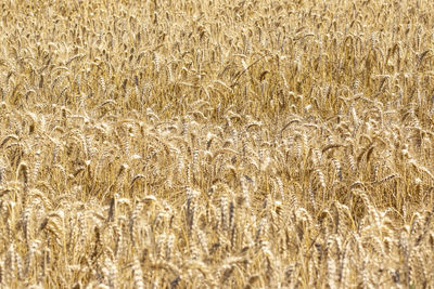 Full frame shot of wheat field