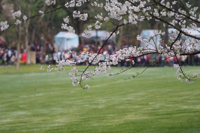 Close-up of fresh flower tree in water