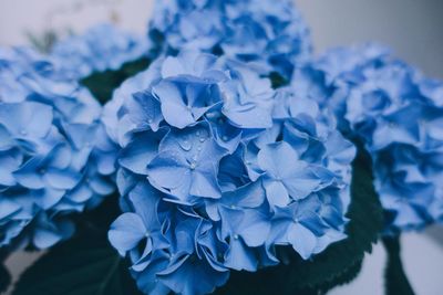 Close-up of purple hydrangea blooming outdoors