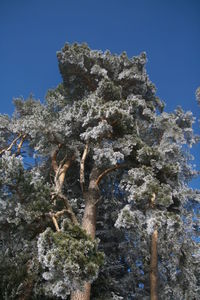 Close-up of tree trunk against clear blue sky