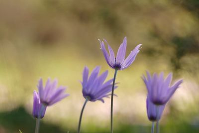 Close-up of purple crocus flowers on field