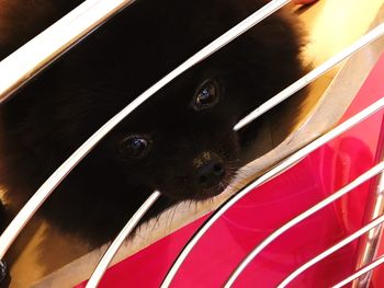 Close-up portrait of a dog