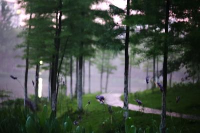 Panoramic view of a forest