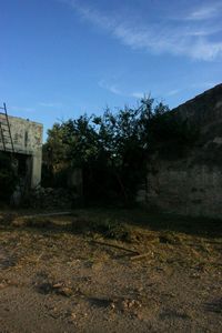 Trees growing on field against sky