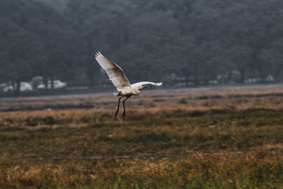 Bird flying over a field