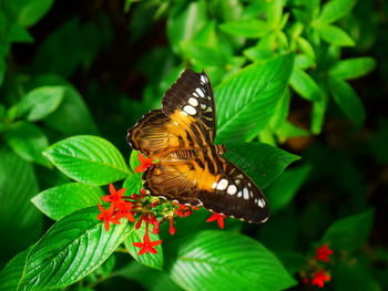 Close-up of butterfly on leaf