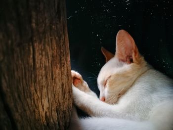 Cat sleeping on tree trunk