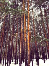 Low angle view of bamboo trees in forest during winter