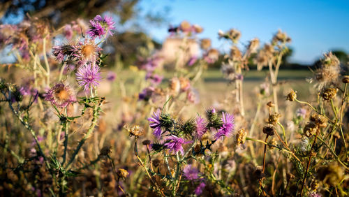 Close-up of purple flowers blooming on field