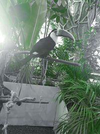 Bird perching on plant