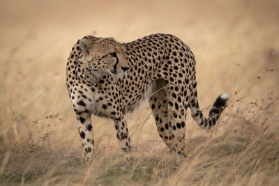 Side view of cheetah standing on field in forest