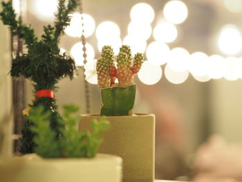 Potted cactus plant against illuminated lights