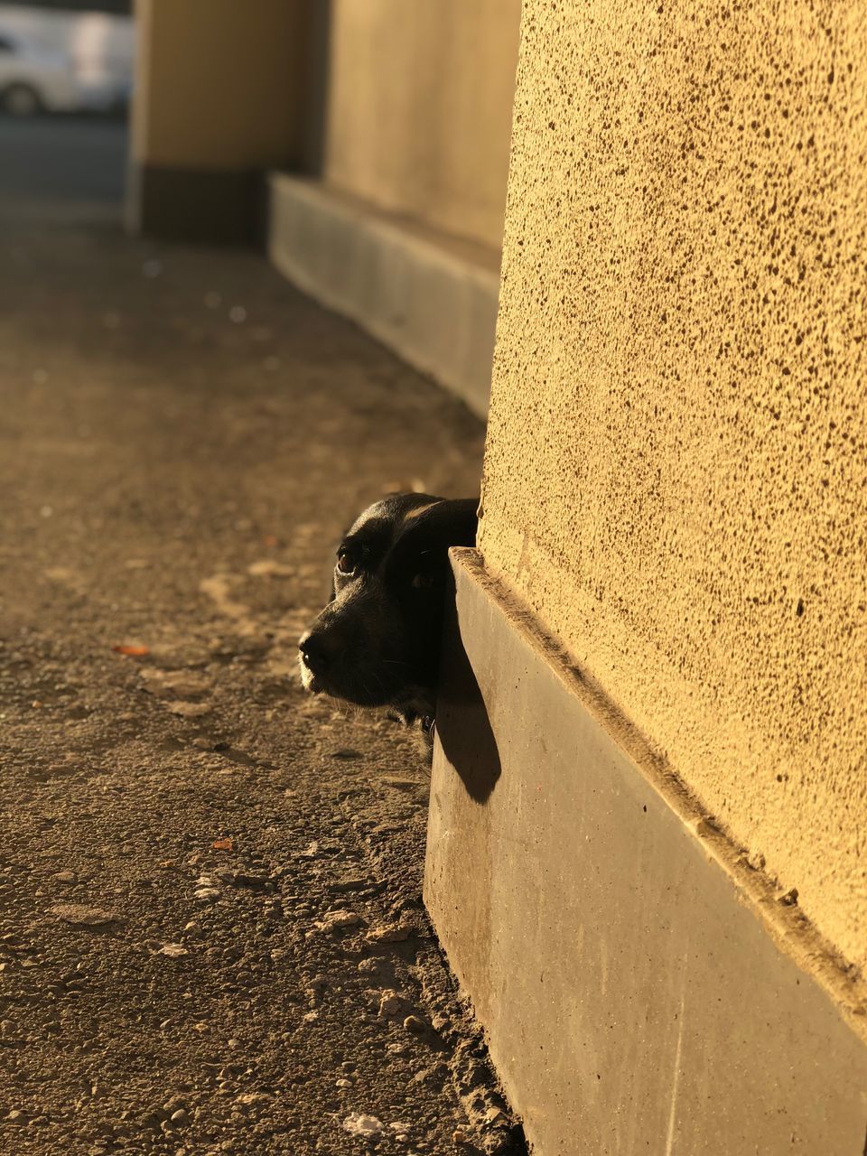 HIGH ANGLE VIEW OF DOG ON WALL