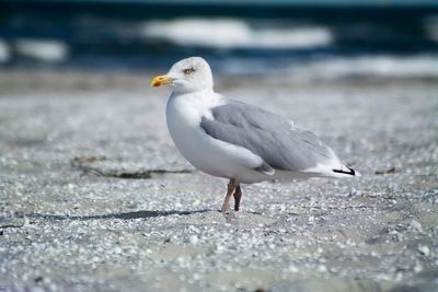 Close-up of birds