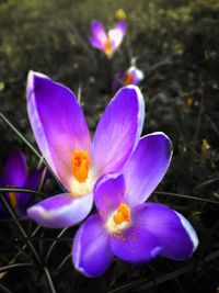 Close-up of crocus blooming outdoors