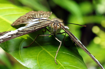 Close-up of insect on plant