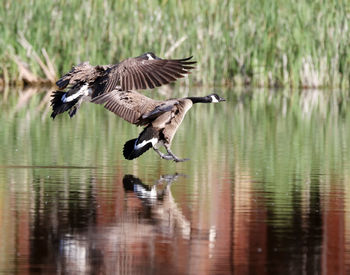 Bird flying over lake