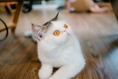 Close-up portrait of a cat