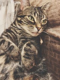 Close-up portrait of a cat