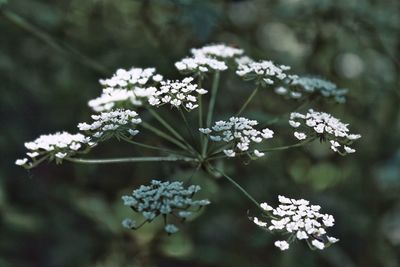 Close-up of white flowering plant