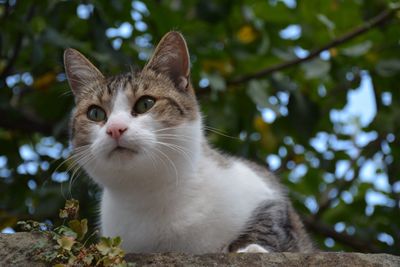 Close-up portrait of a cat