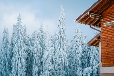 Wood cabin in snowy winter forest