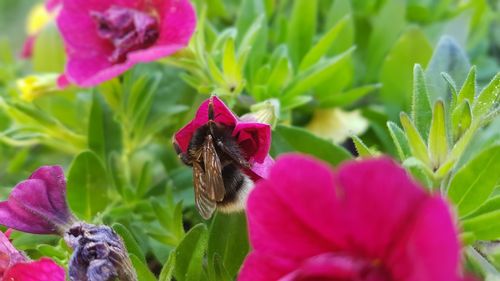 Close-up of honey bee on pink flowering plant