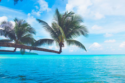 Palm tree by swimming pool against sky