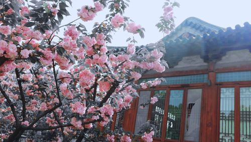 Pink flowers on tree