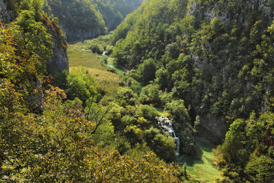 High angle view of trees in forest