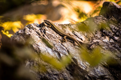 Close-up of lizard on rock