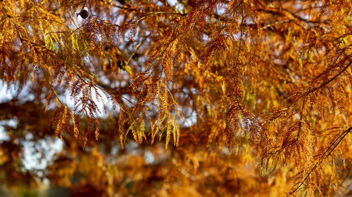 Close-up of pine tree during autumn