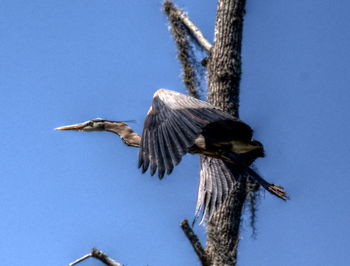 Low angle view of eagle flying against clear blue sky