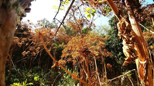 Low angle view of trees against sky during autumn