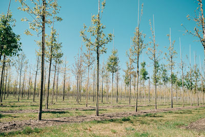 Trees on field against sky