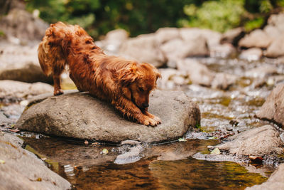 Dog stretching on rocks by river