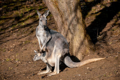 View of an animal on tree trunk