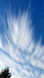Low angle view of tree against blue sky