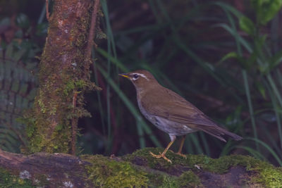 Close-up of bird perching on branch