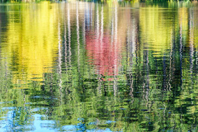 Full frame shot of multi colored water lily in lake