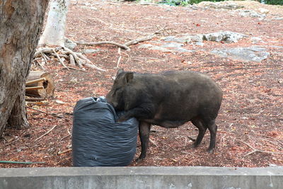 Wild boar scours for food from black garbage bags at public park. animal and environment concept.