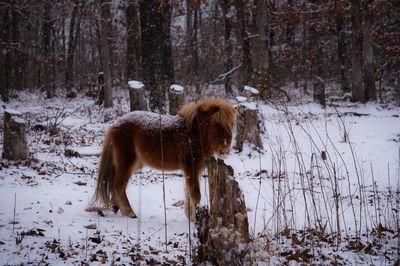 Horse standing on snow during winter